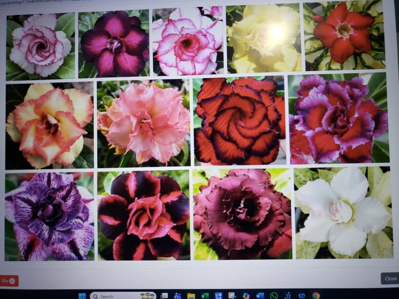 20 Mixed Color-Different Variety-Shape Desert Rose Seeds- USA Seller-Free Ship gallery