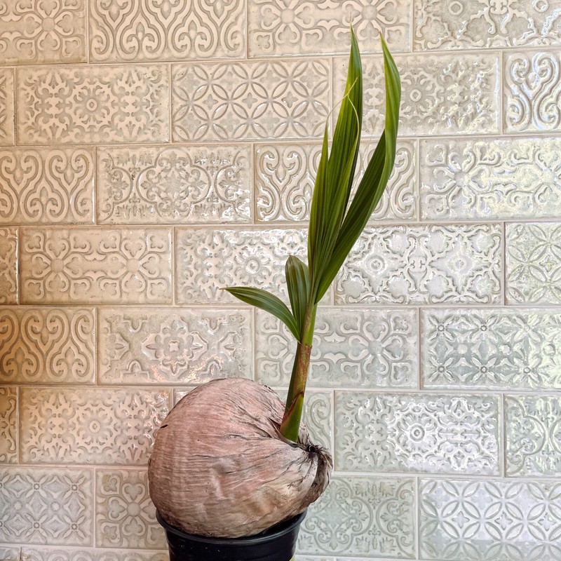 Coconut Palm Live Plant - FREE SHIPPING - Green Malayan Dwarf - 4" to 10" Tall gallery
