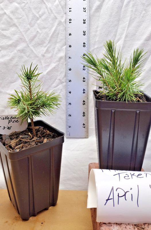 Bristlecone Pine tree in small nursery pot. Natural dwarf. Pre Bonsai Landscape gallery