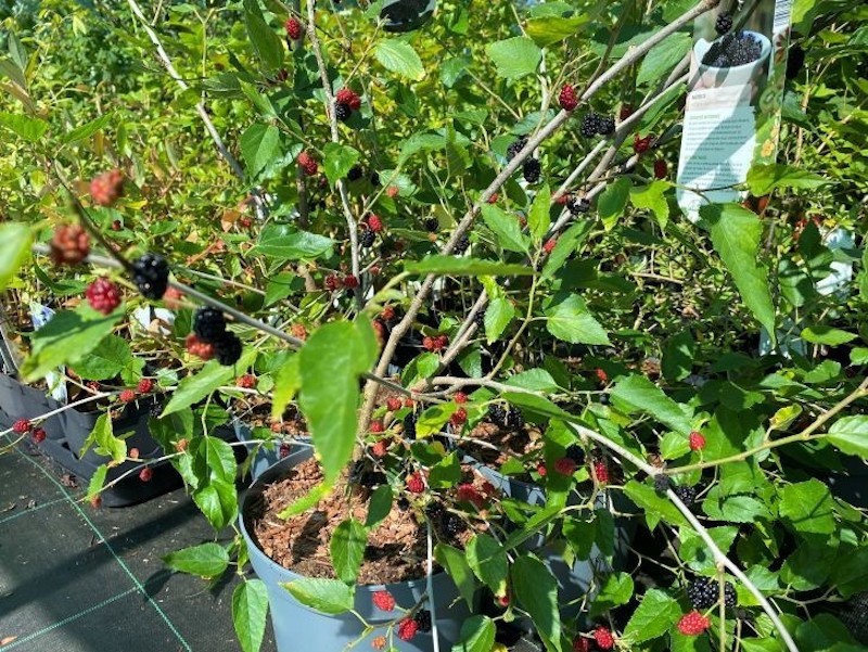 1 Dwarf Mojo Berry Mulberry Starter Plant Morus rotundiloba gallery