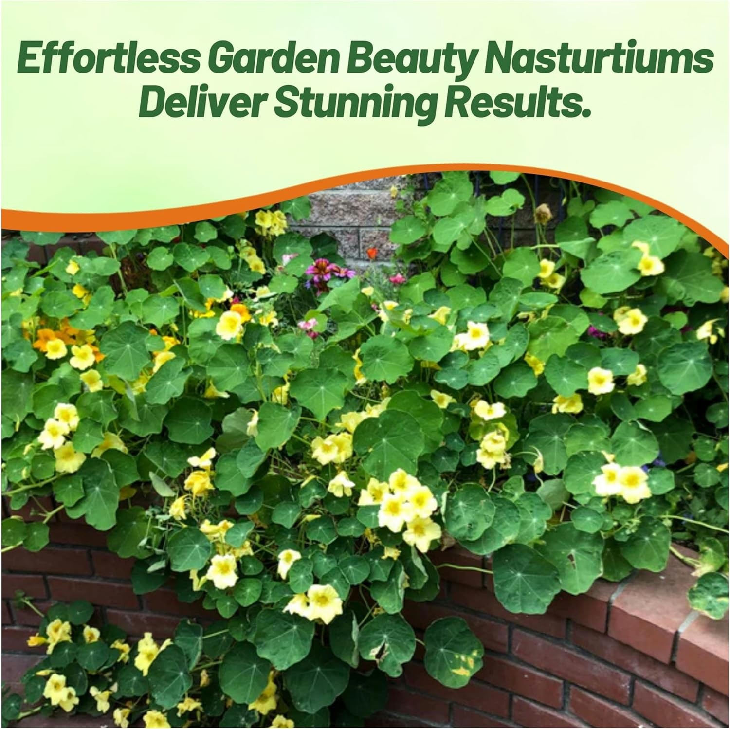 400 Seeds Nasturtium Seed - Climbing Moonlight Flowering Vine Seeds gallery
