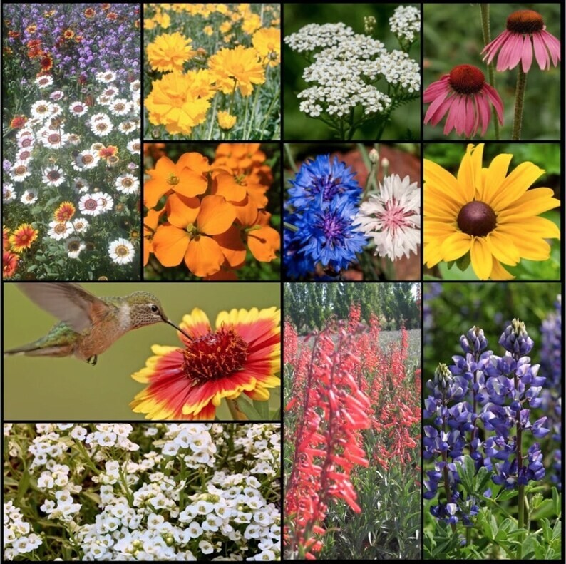 1000+ Wildflower Mix HUMMINGBIRD BUTTERFLY SEEDS - Perennials Annuals Heirloom gallery