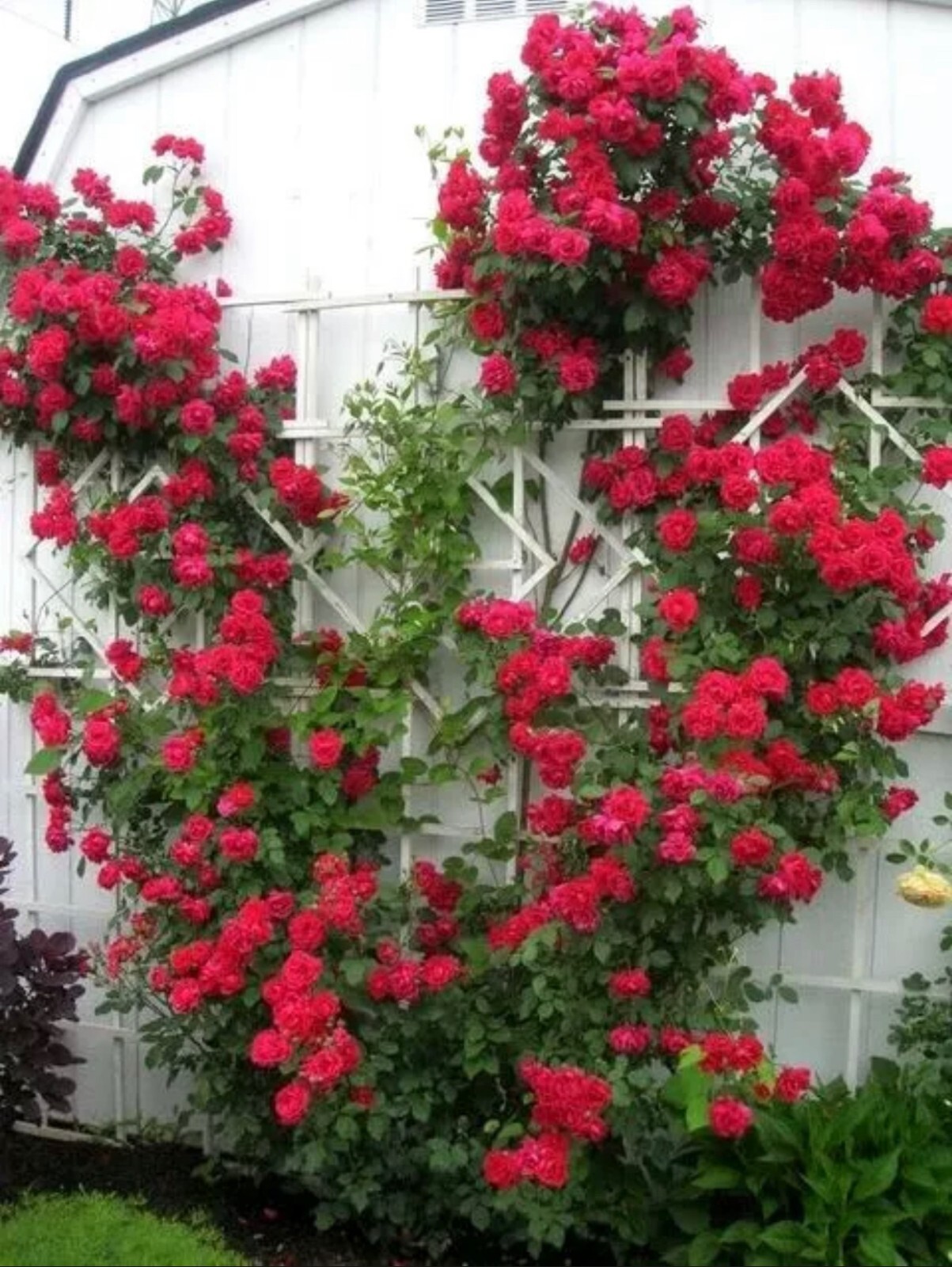 20pcs Red Climbing Rose Seeds - Rare Non-GMO Heirloom Variety for Your Garden gallery