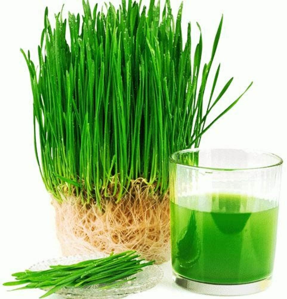 Wheatgrass Seeds for Sprouting Microgreens, COOL BEANS N SPROUTS, gallery