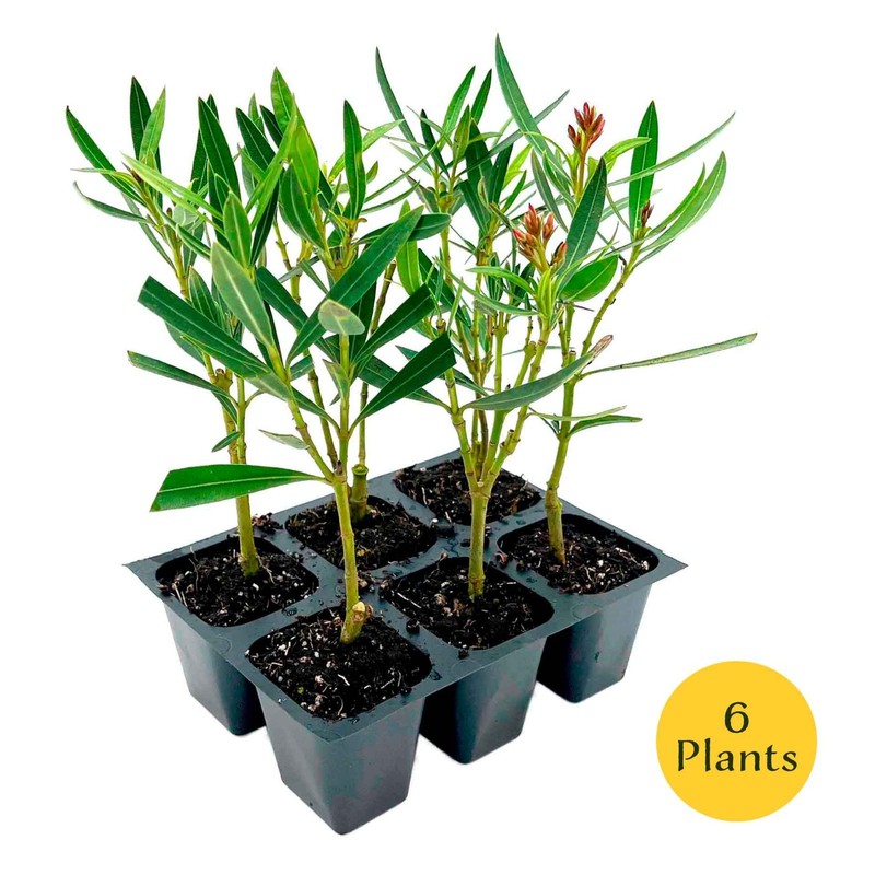 Petite Pink Dwarf Oleander (Nerium oleander ‘Petite Pink’) in 2.5" Nursery Cubes gallery