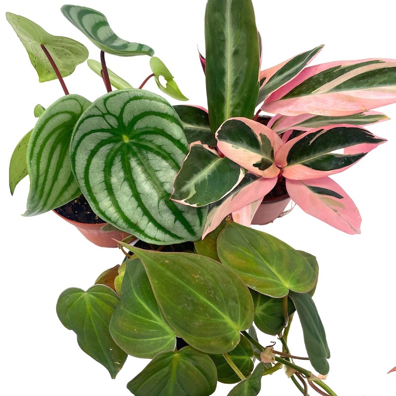 BubbleBlooms Indoor Foliage Assortment, 4 inch Set of 3, Best-Sellers Most Popul gallery