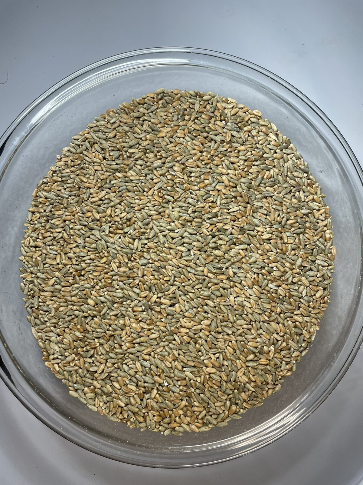 Rye Grain Seed Berries- Planting- Colonizing- Clean/pesticide Free- Organic gallery