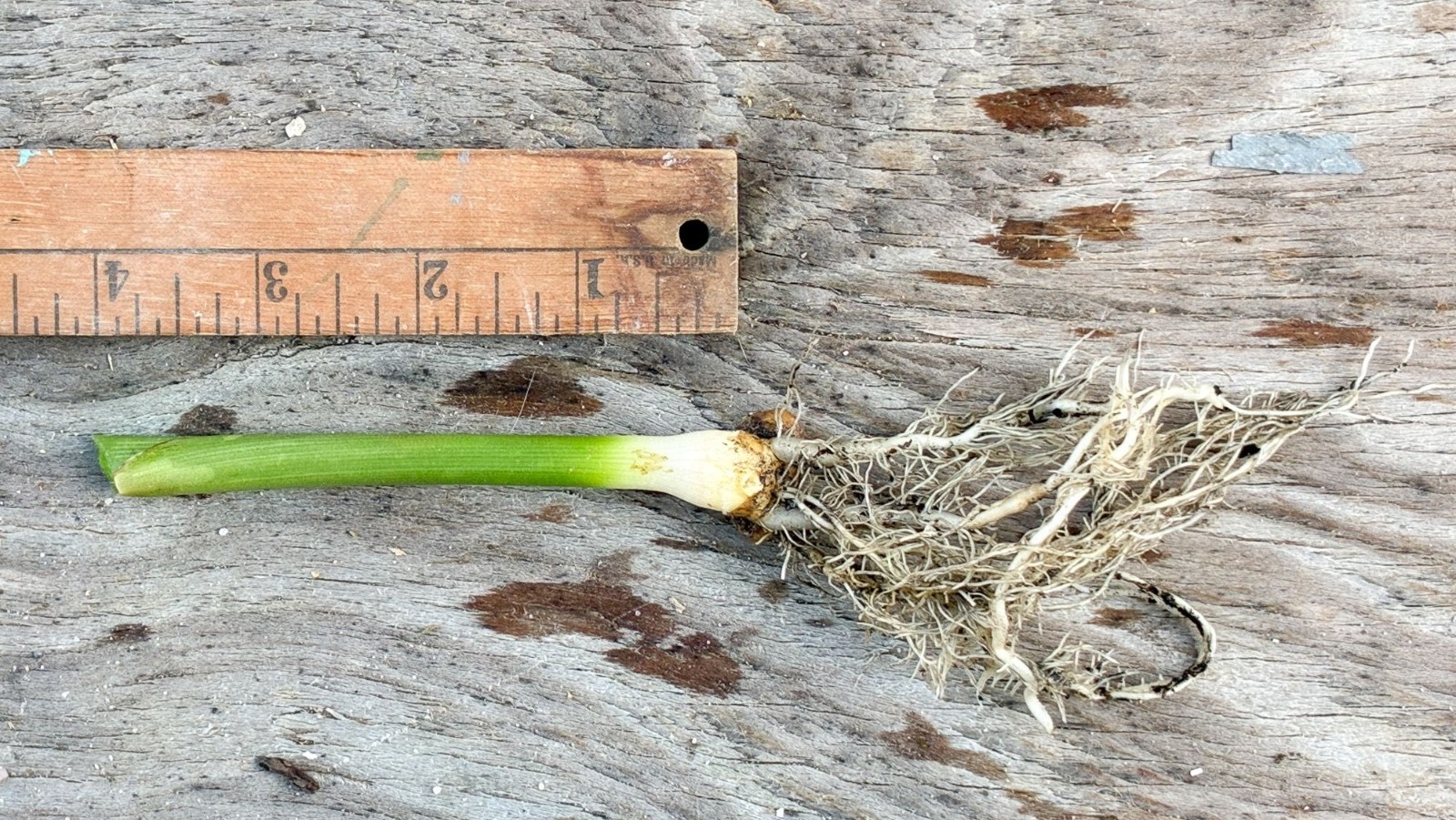 Live Turmeric Plant Curcuma longa Starter Rhizome Perennial Ginger Edible gallery
