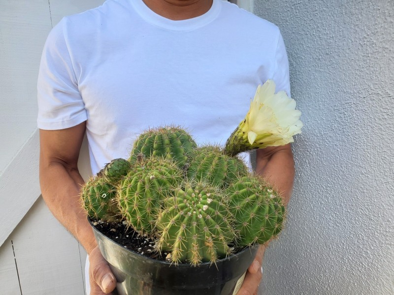 Torch Cactus gallery