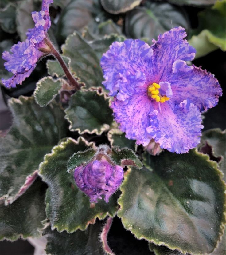 African Violet Plant Beach Party Starter Plant Standard gallery