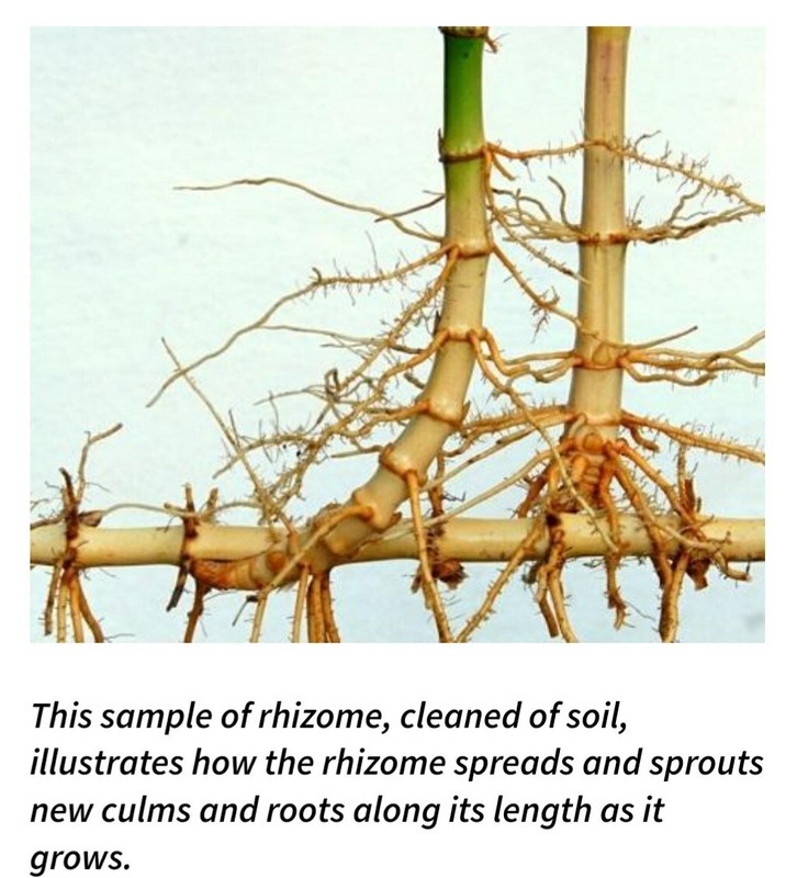 Bamboo Red Margin Phyllostachys Rubromarginata Bare Root Plant Rhizome Privacy gallery