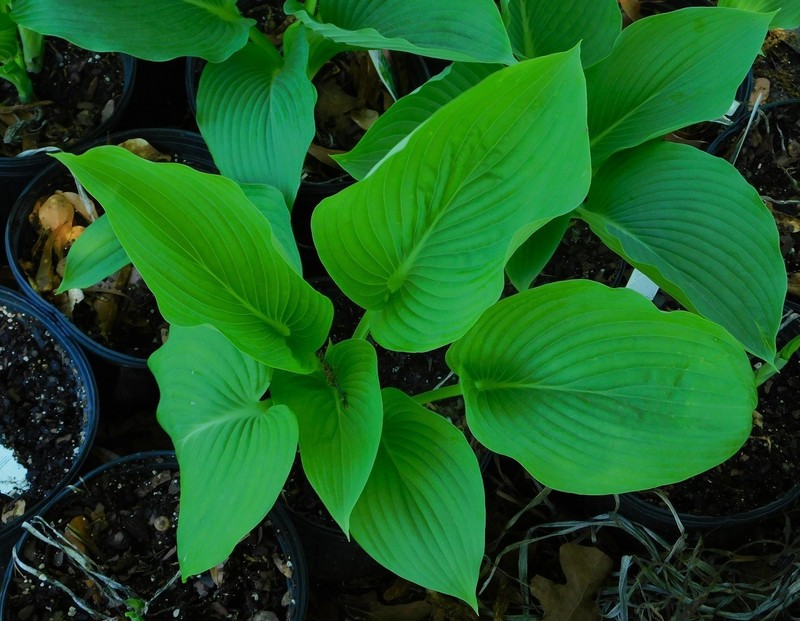 Empress Wu Hosta Plants gallery