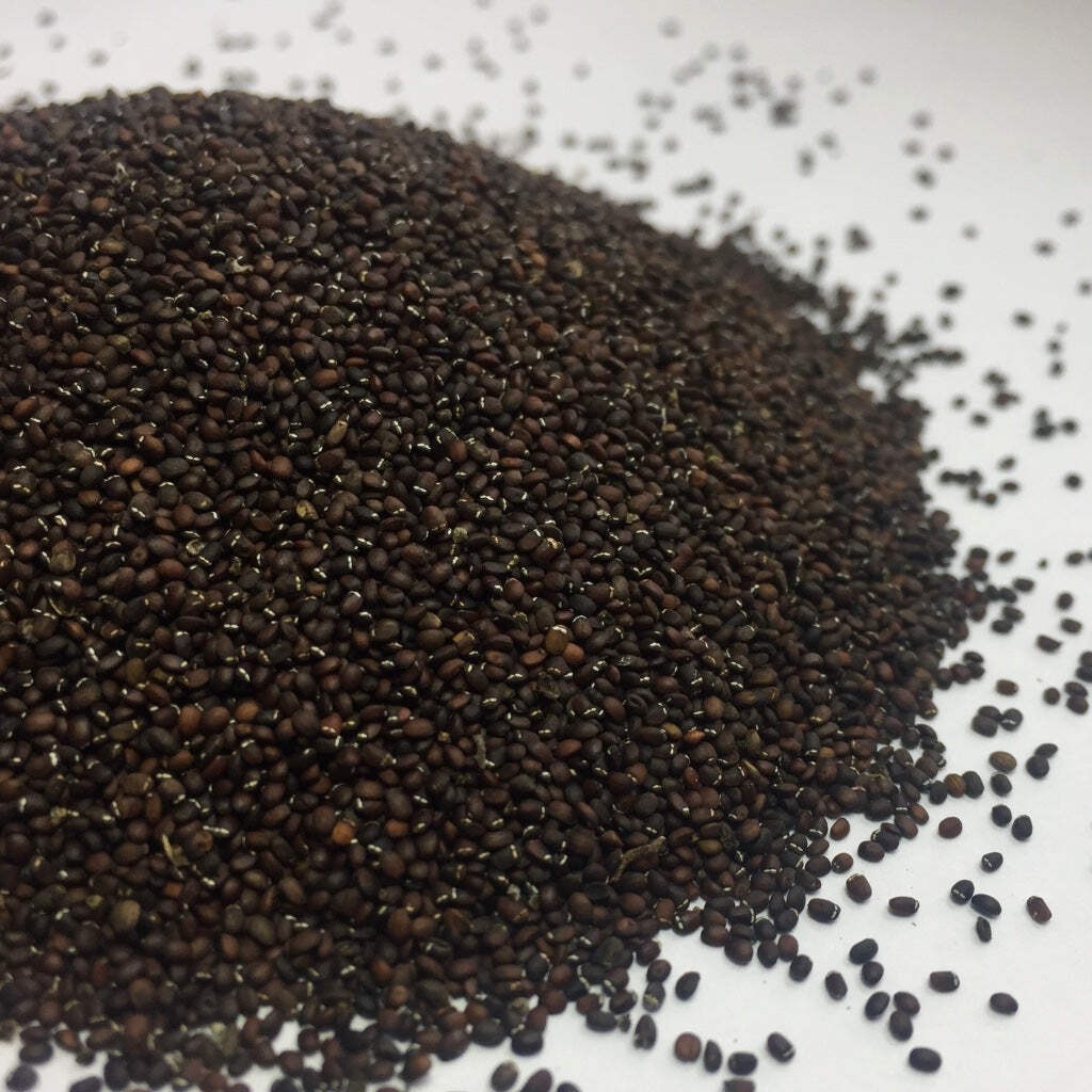 Catnip Seeds (Nepeta cataria) ~Traditional Herb Perennial Pollinator Garden gallery