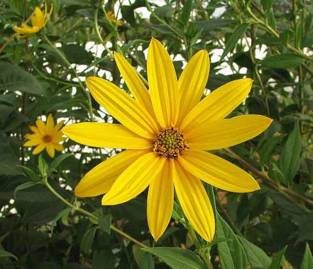 Jerusalem Artichoke - Organic Individual medium Tubers - AKA Sunchokes, Sunroot gallery