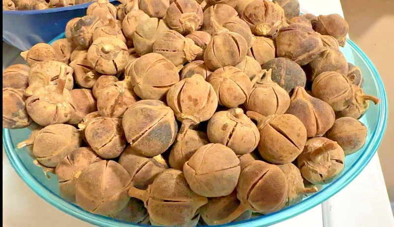 Organic GoronTula Snot Apple - Mixed Large & Medium sizes -14 Pieces-Plus Extra. gallery