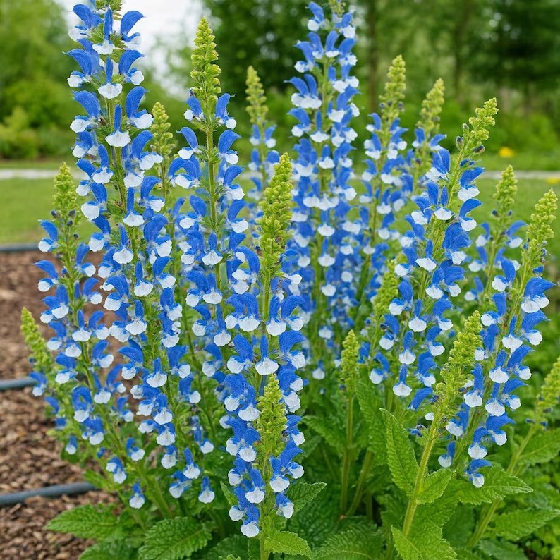 Salvia azurea | Blue & Azure & Pitcher Sage | 10_Seeds gallery