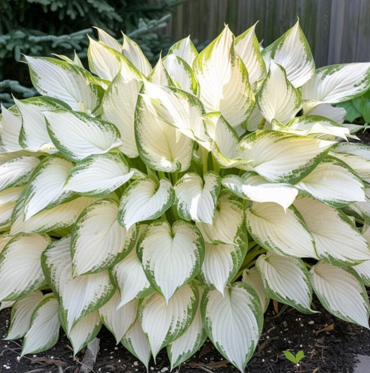 3 White Feather Hosta Bare Root Plants Hardy Shade Garden Perennial Gift Set