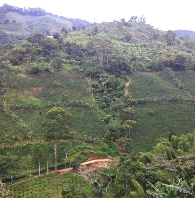 COLOMBIA - Premium Specialty Coffee - Unroasted Green Beans for Home Roasters gallery