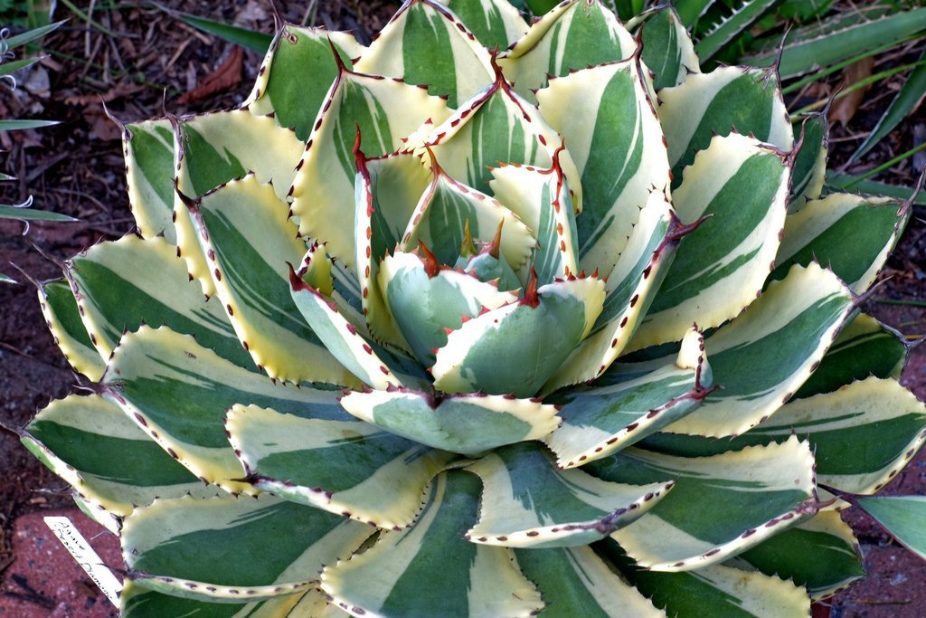 Agave "Desert Diamond" Variegated Sport of "Kissho Khan" Superb Succulent! 2"-3" gallery