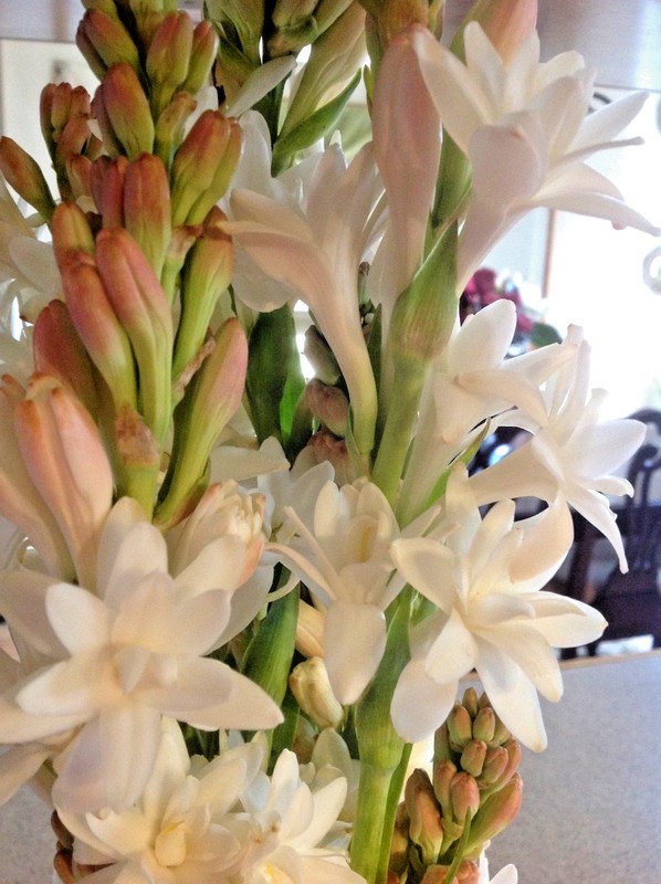 Tuberose medium size bulbs double pearl set of 10 - FRAGRANT - Polianthus gallery