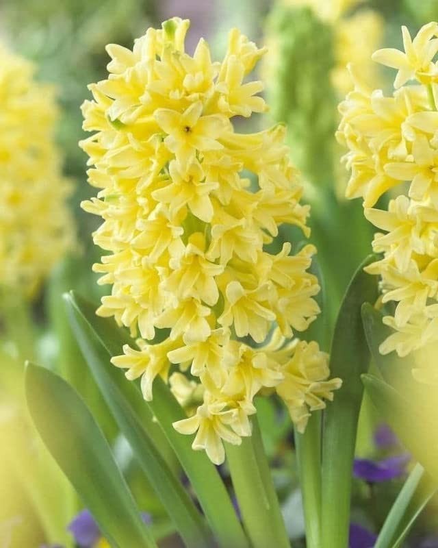 Pretty Imported Double Rajnigandha Yellow Flower Bulbs Pack Of 15+ Bulbs gallery