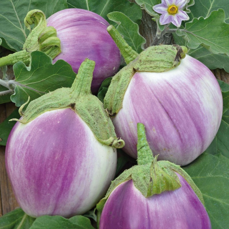 35 Fresh Authentic Rosa Bianca Premium Eggplant Seeds-A 51 gallery