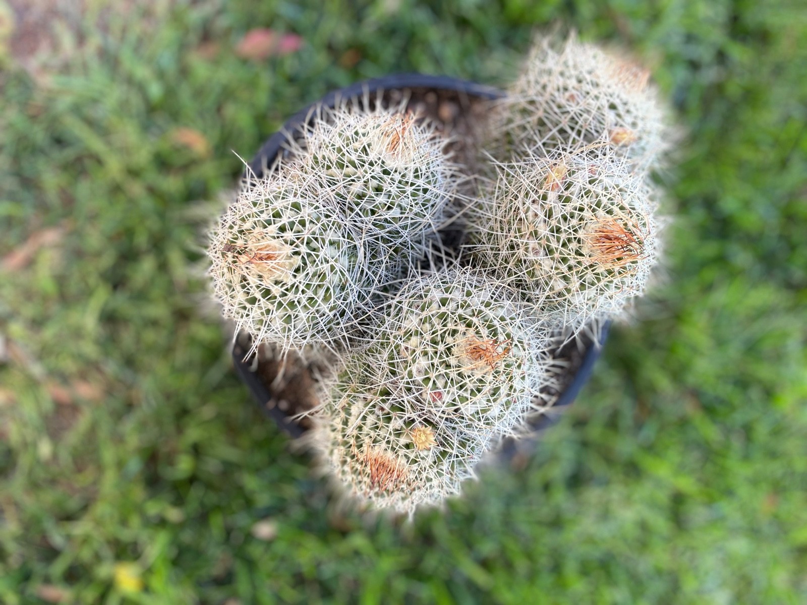 Beautiful & huge 3 double head cluster Mammillaria Karwinskiana Nejapensis # 53A gallery