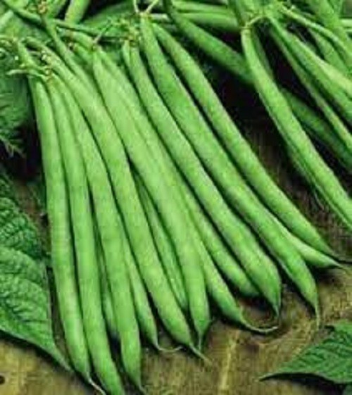 Premium Contender Stringless Green Bean - Fresh Seed - Non-GMO - Very Popular! gallery