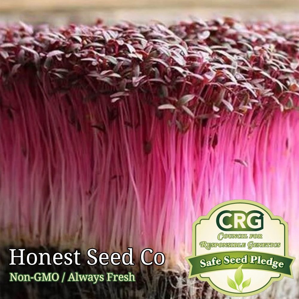Red Garnet Amaranth MICROGREEN Herb Sprouting Seeds | Non-GMO Garden Seeds gallery