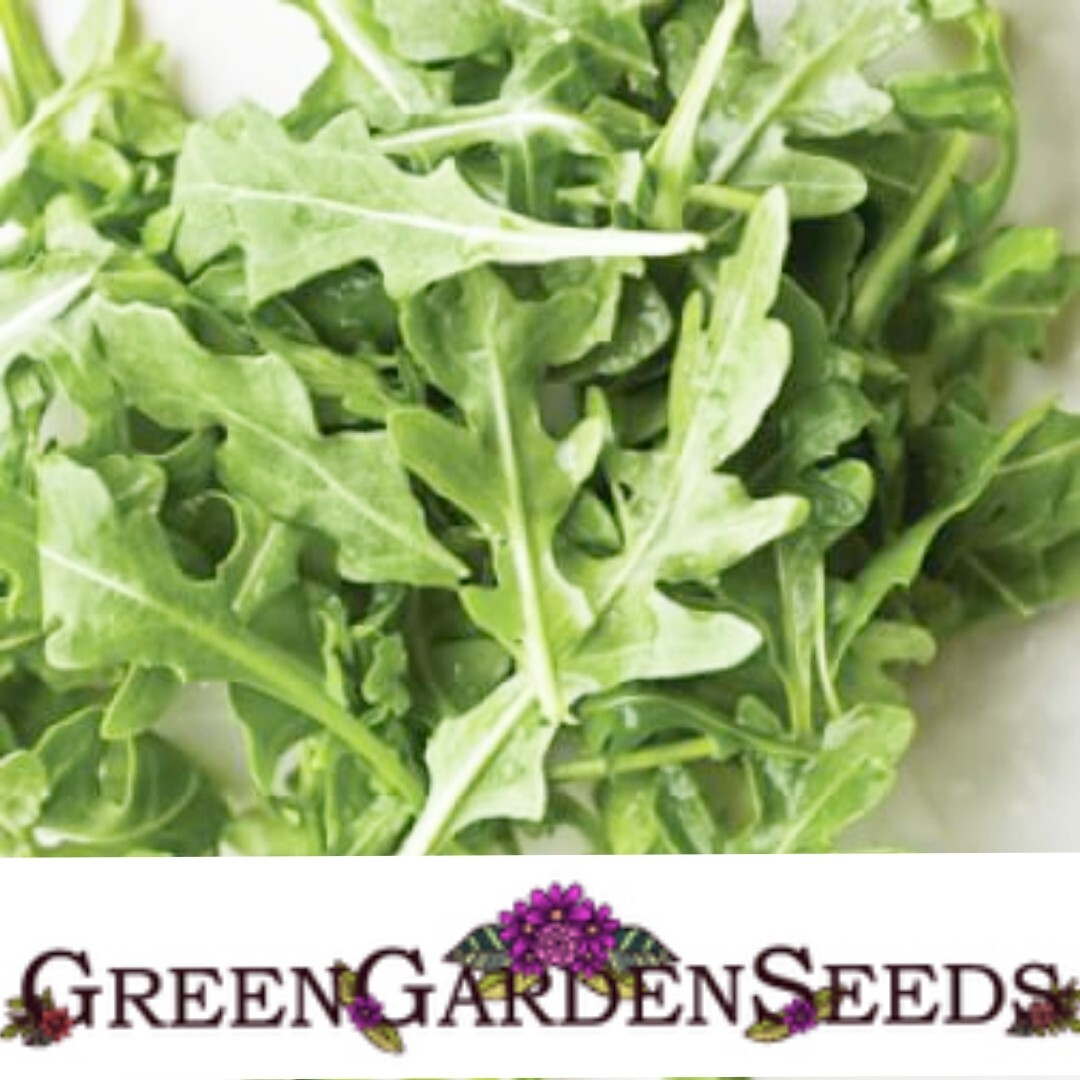1500 Rocket Arugula Seeds Slow Bolt seeds | Available Astro, Red Clover, Crimson gallery