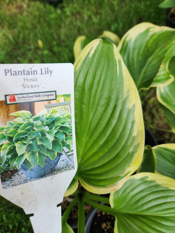 HOSTAS - Several Varieties, Healthy Live Plants, Bare Root, Large & Extra Large gallery