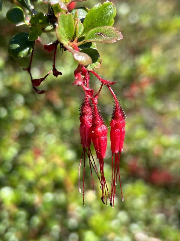 Fuchsia-Flowered Gooseberry, Ribes Speciosum - 15 Seeds 2024 - USA gallery