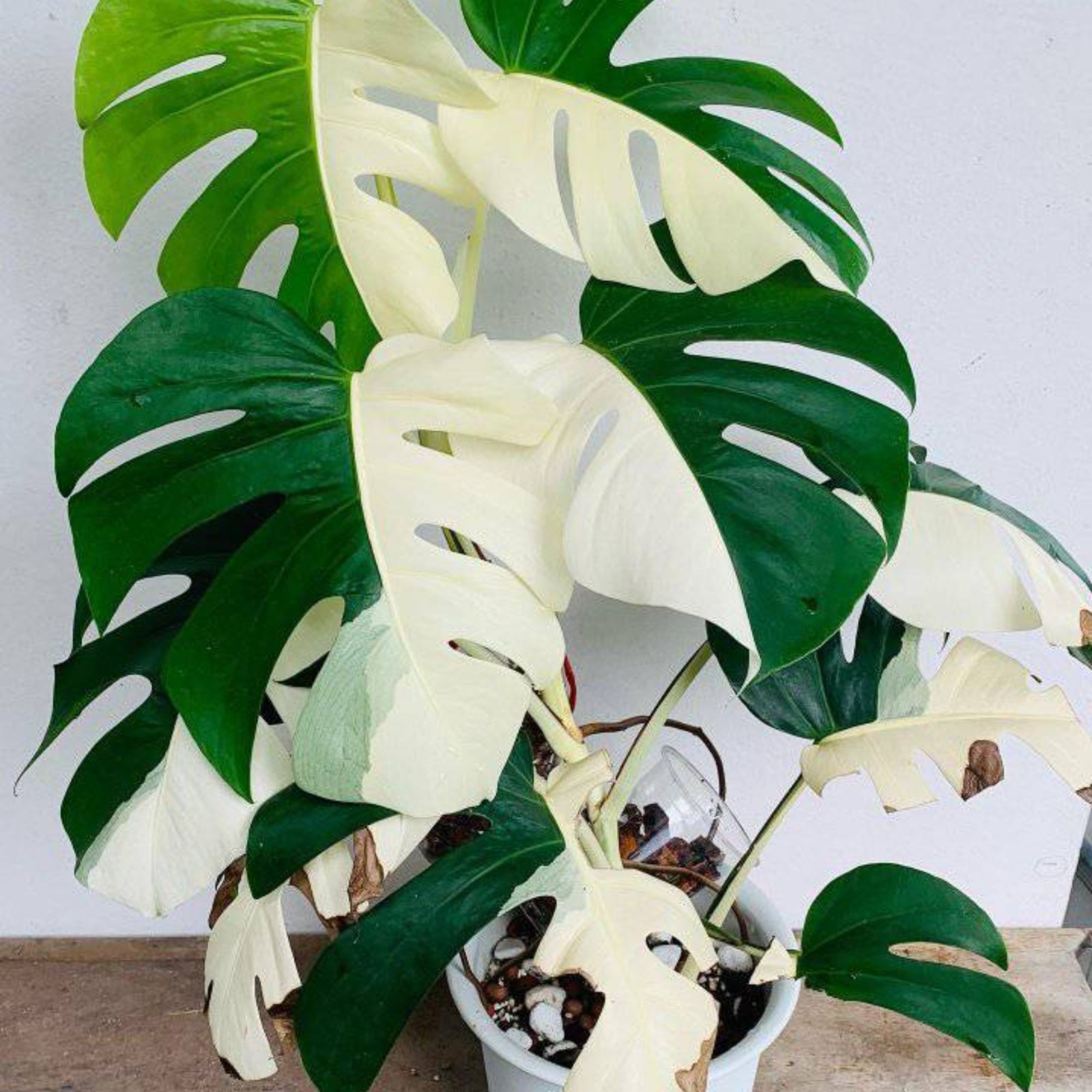 Monstera Halfmoon Albo House Variegated Rare Tropical Starter Plant Cuttings gallery