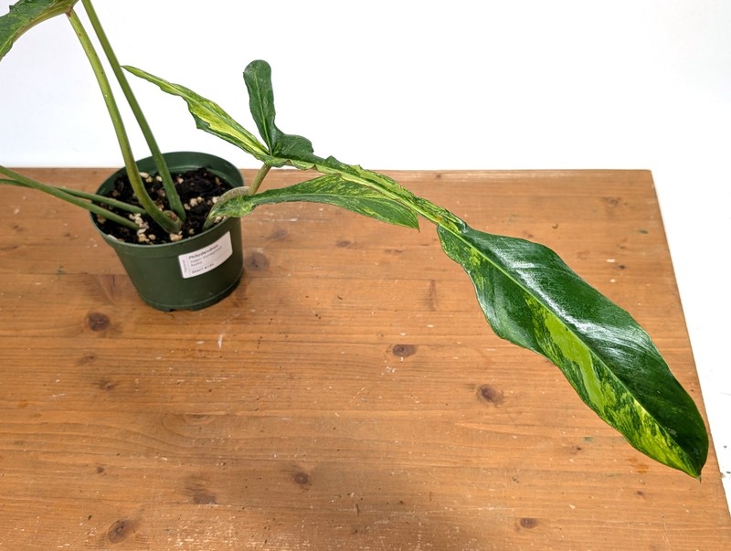 Philodendron Joepii Variegated Aurea - Exact Plant #13A gallery