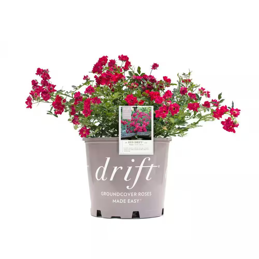 1 Gal. Red Drift Rose Bush with Red Flowers gallery