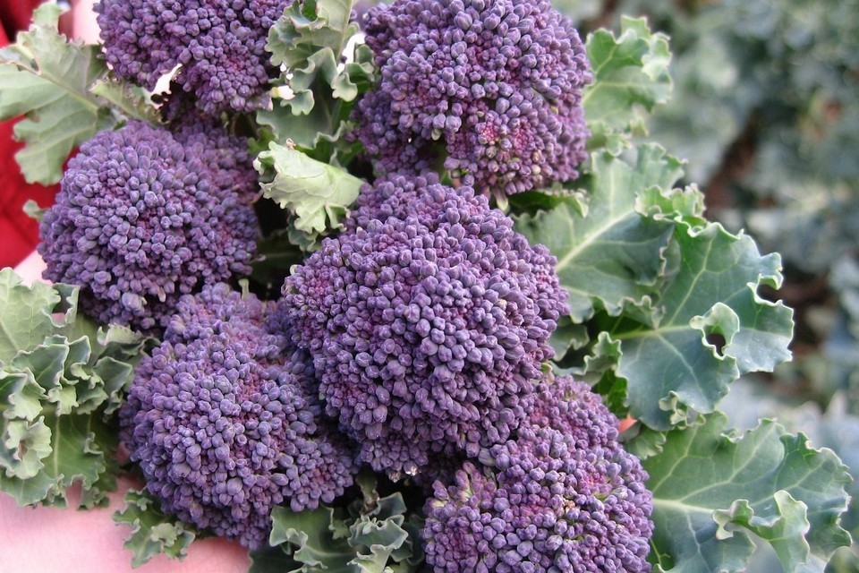 Purple Sprouting Broccoli Seeds, NON-GMO, Heirloom, Variety Sizes, FREE SHIP gallery