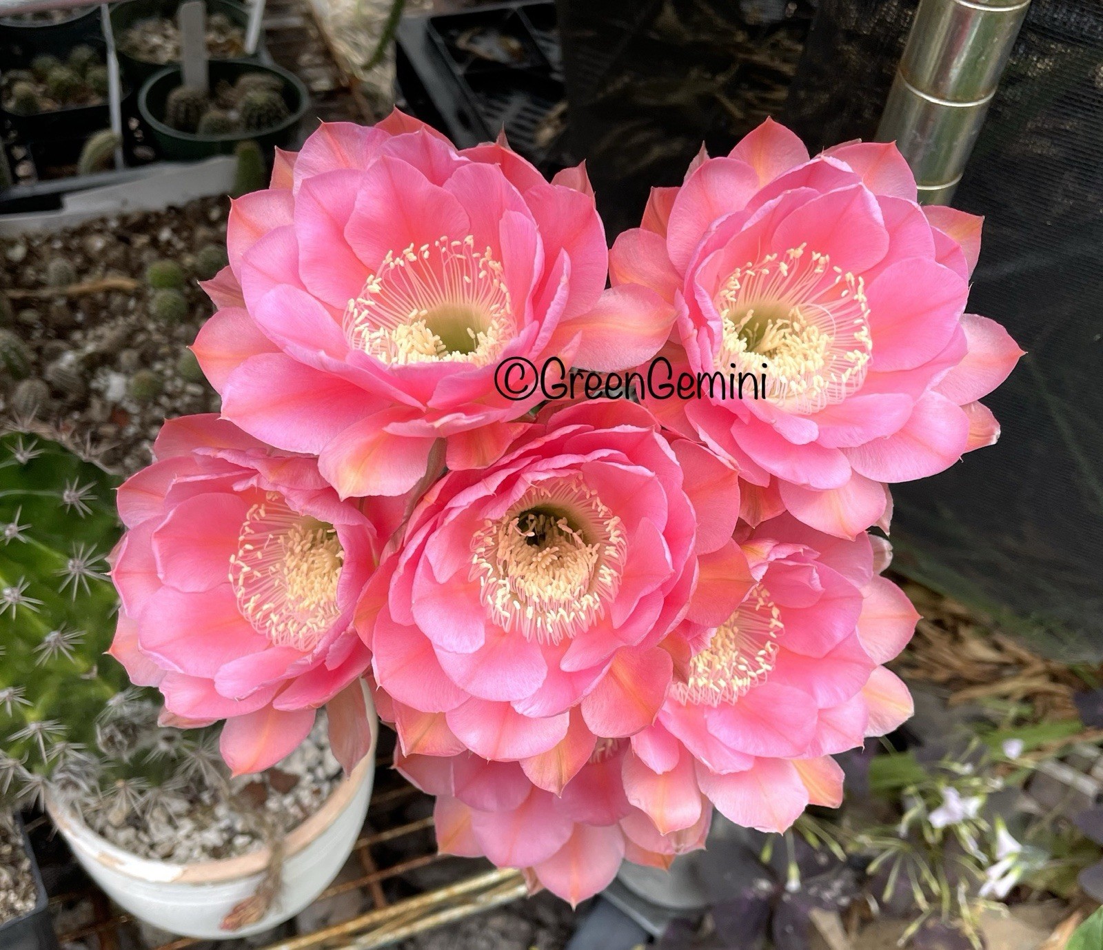 EDDIE - Echinopsis Schick Hybrids Rooted Plants Cactus Succulent gallery