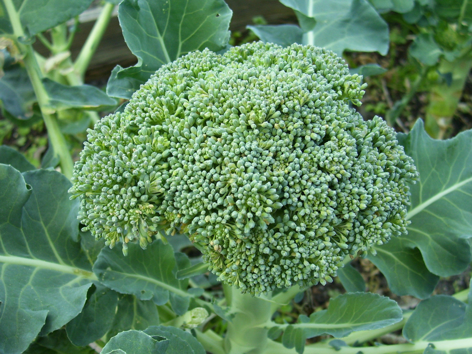 Broccoli De Cicco Seeds, Cruciferous, NON-GMO, Variety Sizes, FREE SHIPPING gallery