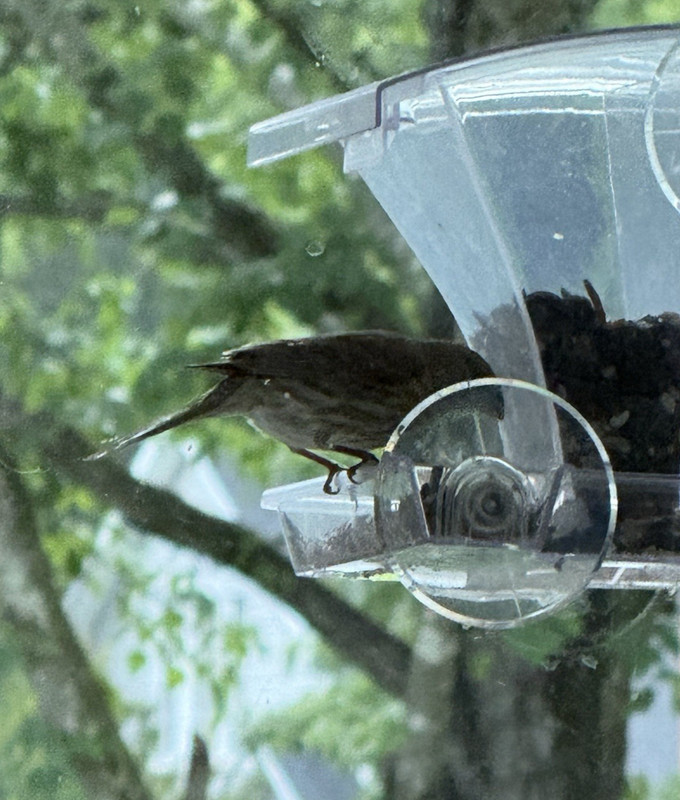 Window Bird Feeder Outside w/Waterproof Seed Storage Strong Suction 2lb Capacity gallery
