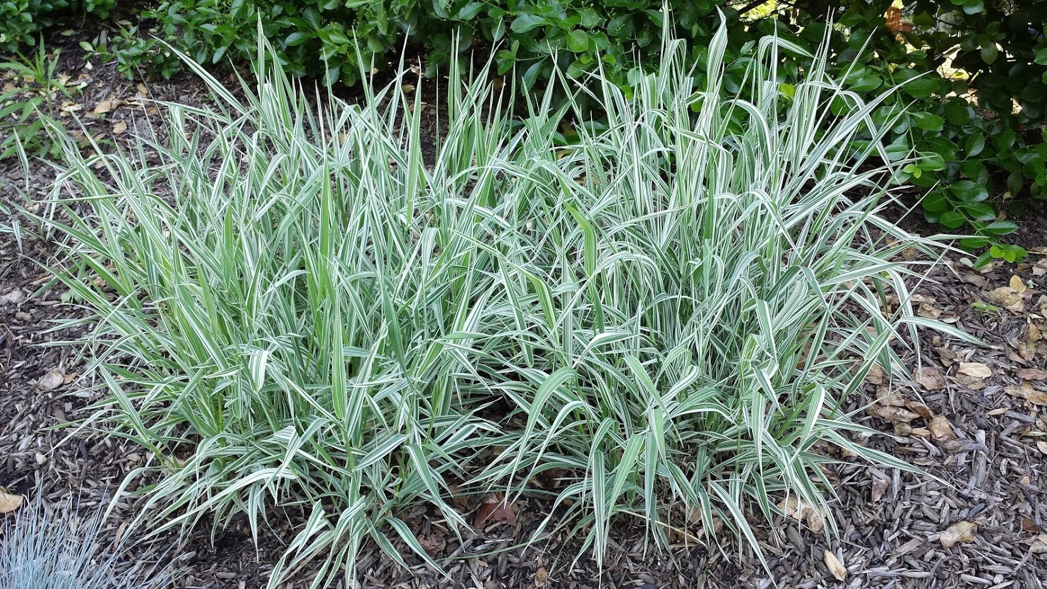 8 Plants - Strawberry & Cream Ribbon Grass Root Divisions – For Sun or Shade gallery