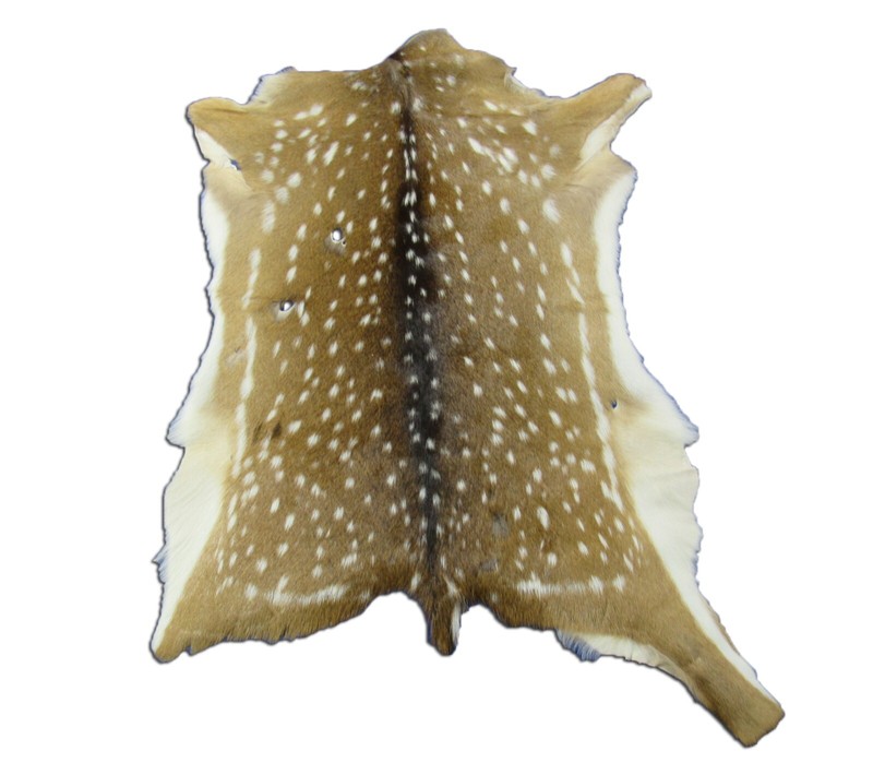 Axis Deer Skin Second Grade Axis Deer Hide Size: 38"X30" Chital deer hide gallery