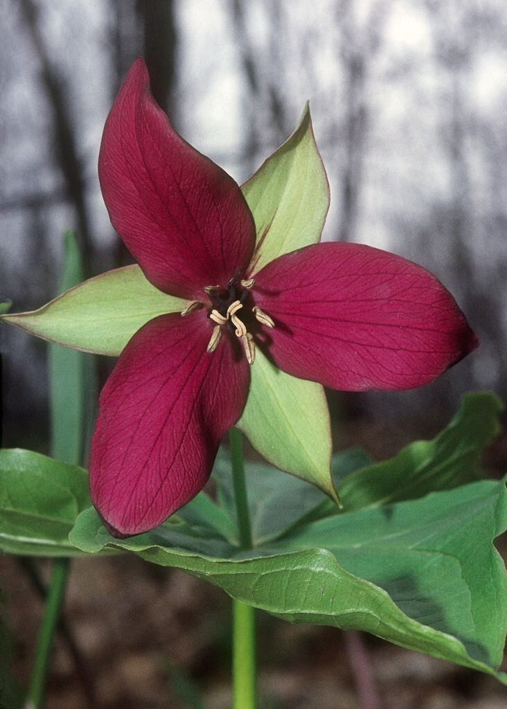 Trillium Mixed ( Trillium erect) | Bulbs gallery