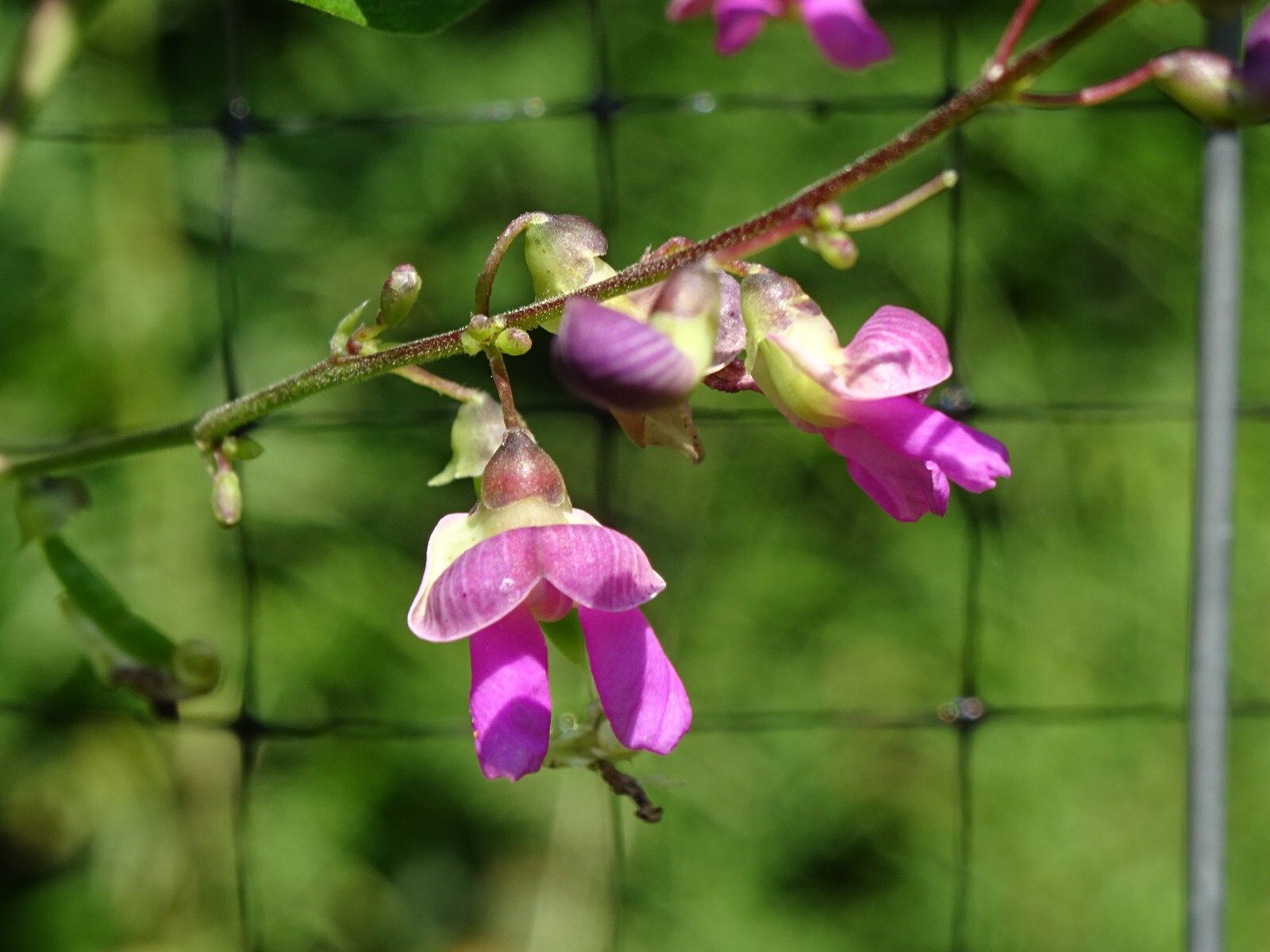 Phaseolus polystachios Thicket Bean 5 seeds from 2022 Native perennial bean gallery