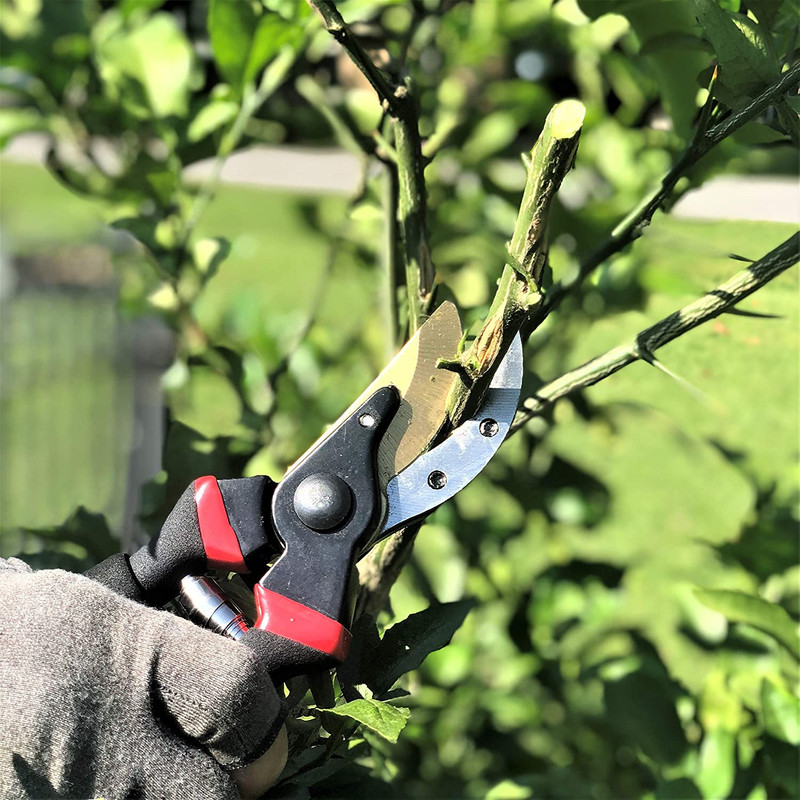 - Pruning Shears Garden Shears 8 Professional Titanium Blade Garden gallery