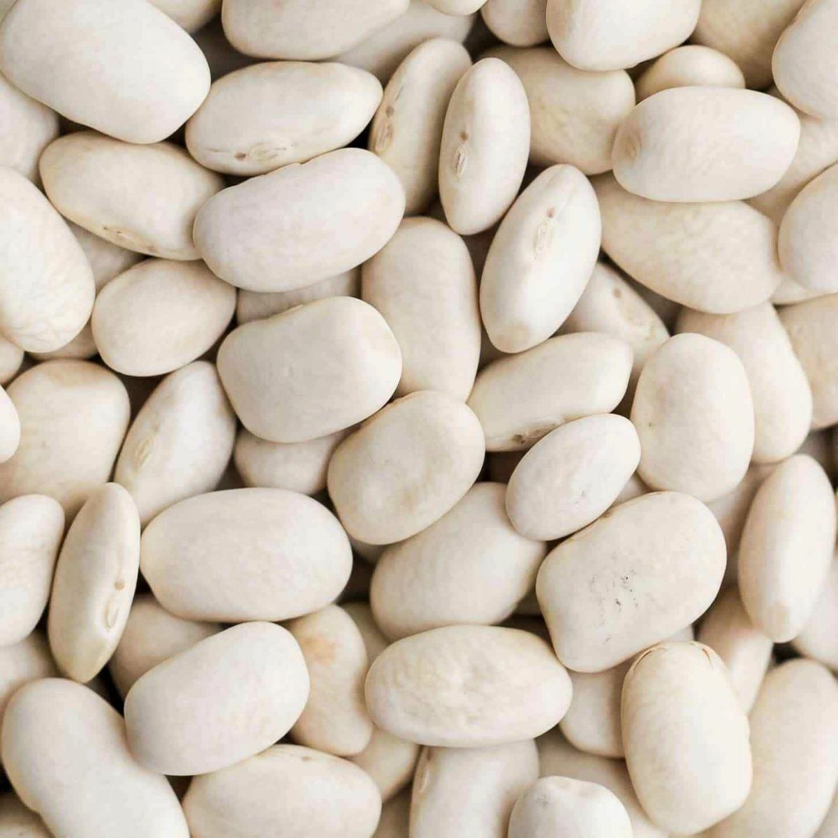 Navy Bean (White Bean) Non_GMO gallery