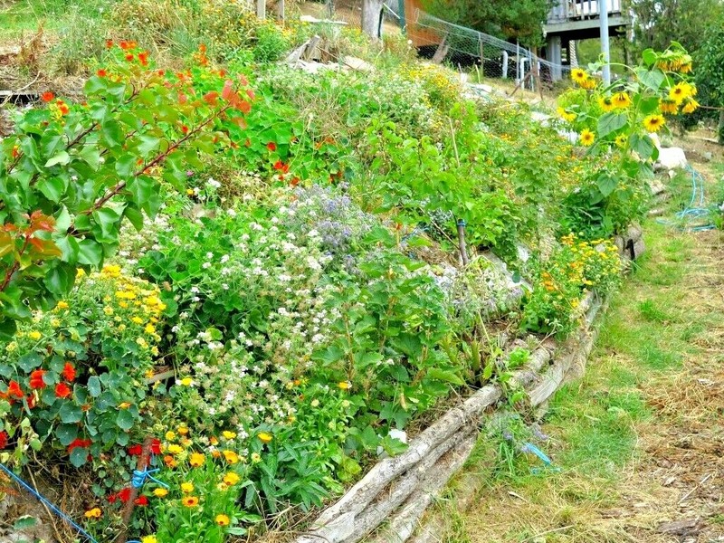2001+BENEFICIAL INSECT Native Wildflower Mix Seed 7 Different Annual Perennial gallery