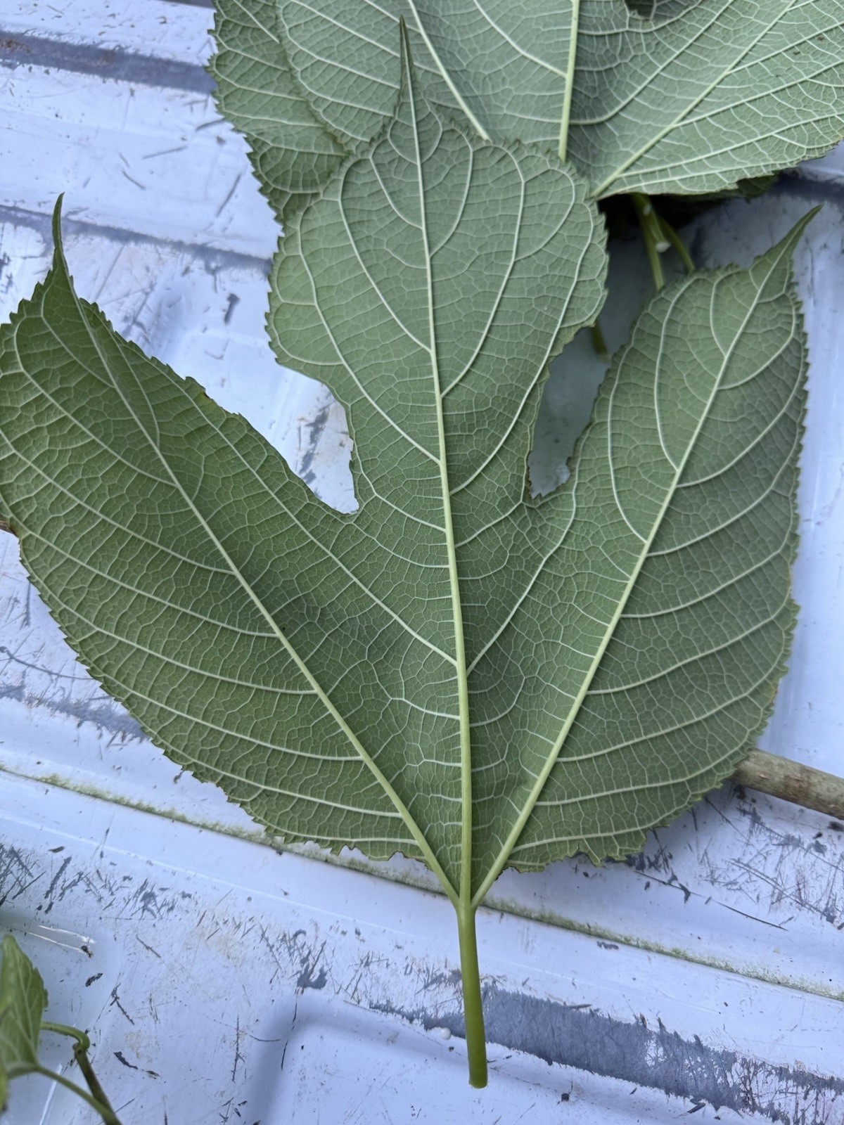 5 Fresh, Organically Grown Fruitless (Male) Red Mulberry Cuttings (Morus rubra) gallery