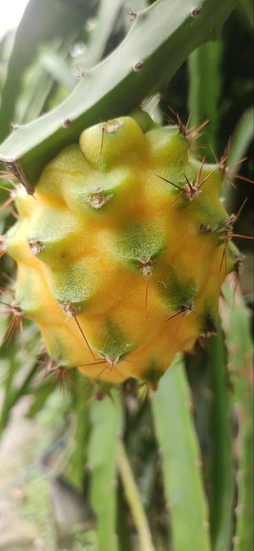 DRAGON FRUIT CUTTINGS - MULTIPLE VARIETIES 8-12 inches gallery