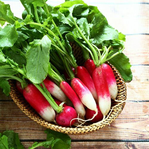 French Breakfast Radish Seeds | Heirloom / Non-GMO | Free Shipping | 1095 gallery