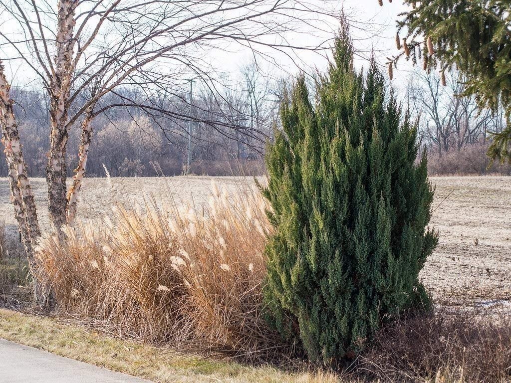 Juniper Spiny Greek | 2 Inch | Juniperus excelsa | Groundcover | Erosion Control gallery